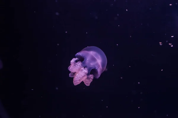 Marble Jellyfish Lychnorhiza Lucerna Dark Water Close — Stock Photo, Image