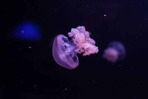 Marble Jellyfish Lychnorhiza Lucerna Dark Water Close — Stock Photo, Image