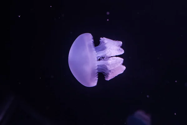 Medusas Grasa Azul Agua Oscura Catostylus Mosaicus —  Fotos de Stock