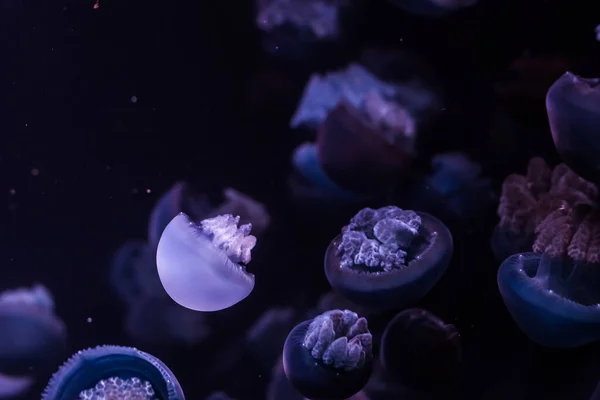 Karanlık sularda mavi balina yağı var. Catostylus mozaiği.