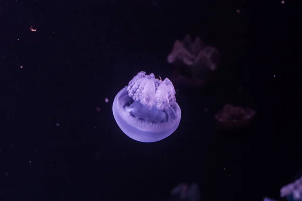Blue Blubber Jellyfish Dark Water Catostylus Mosaicus — Stock Photo, Image