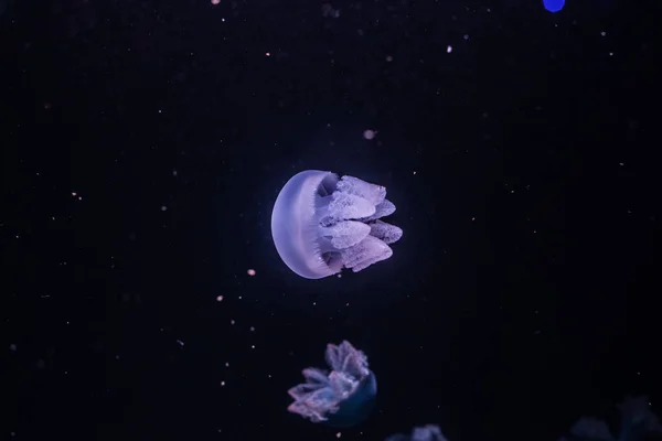 Голубая Жирная Медуза Темной Воде Catostylus Mosaicus — стоковое фото