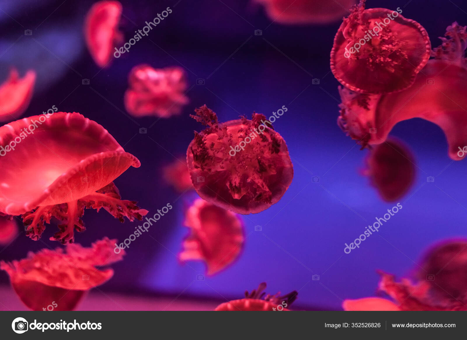 Upside Jellyfish Water Cassiopea Andromeda Stock Photo C Silkstocking