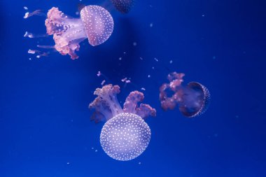 Avustralyalı benekli denizanaları suda. Phyllorhiza punctata.