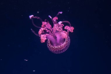 Avustralyalı benekli denizanaları suda. Phyllorhiza punctata.