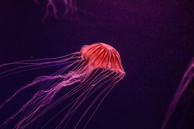 Atlantik deniz ısırgan otu denizanası suda. Chrysaora quinquecirrha.