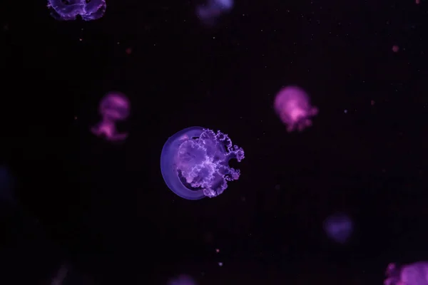 어두운 바다에 해파리입니다 — 스톡 사진