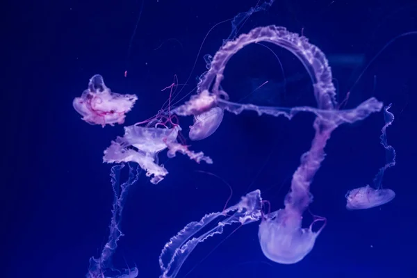 Paars Gestreepte Kwallen Het Water Chrysaora Colorata — Stockfoto