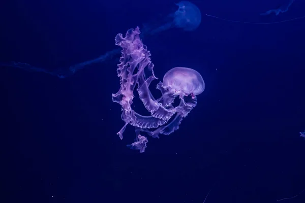 Paars Gestreepte Kwallen Het Water Chrysaora Colorata — Stockfoto