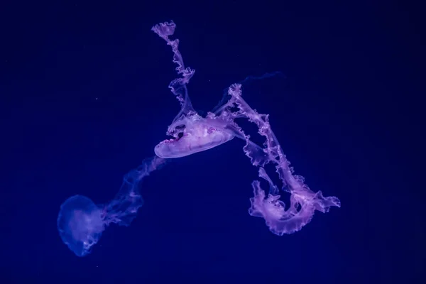 Japanse Zeebrandnetel Kwallen Het Water Chrysaora Pacifica — Stockfoto