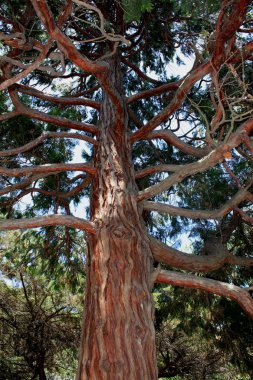 Antik çam ağacının dalları kocaman kahverengi yılanlar gibi kıvranıyor ve yeşil ağacın tacına doğru koşuyor..