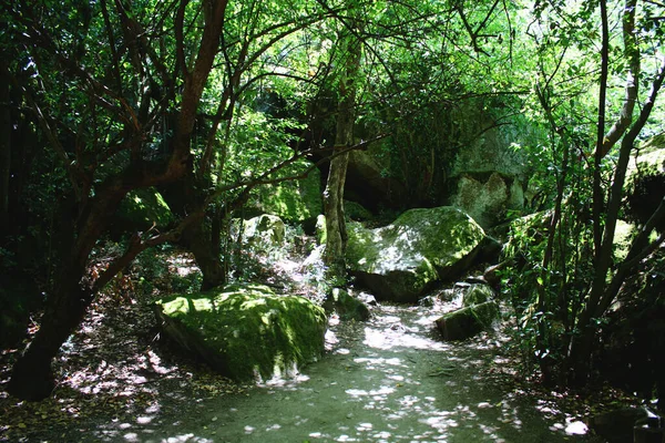 Dark Green Forest Cowered Moss Stones Dark Wet Trees — Stock Photo, Image