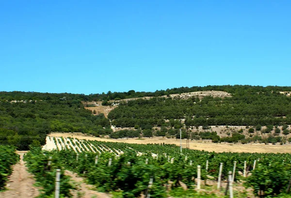 Grüner Hügel Umgeben Von Jungen Weinbäumen Unter Blauem Himmel — Stockfoto