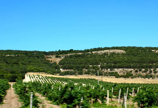 Colline Verte Recouverte Jeunes Vignes Sous Ciel Bleu — Photo