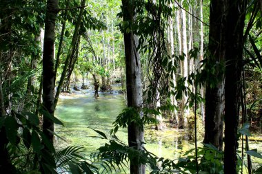 Tropikal orman doğal bir su tüneli oluşturuyor..