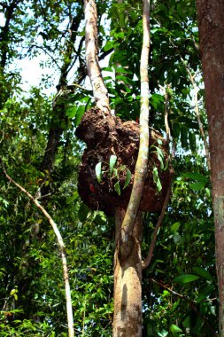 Tropikal bir ağaç dallarını yutan garip bir liken ile kaplıdır..