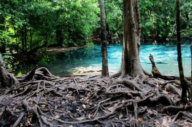 İnanılmaz güzel akuamarin mavi havuzu bir taraftan tropikal ormanlarla çevrili tepe ve diğer taraftan birbirine dolanmış güçlü kökler..