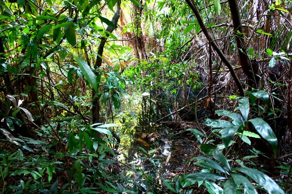 Arroyo Mágico Selva Esconde Sobre Árboles Plantas Tropicales —  Fotos de Stock