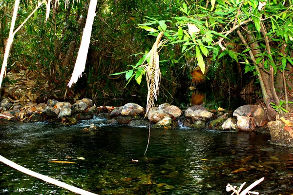 一个美丽的热带游泳池藏在干枯的棕榈树枝下 一根竹竿藏在丛林中 — 图库照片