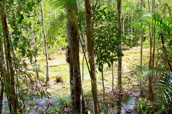 Árboles Tropicales Plantas Crecen Agua Del Arroyo —  Fotos de Stock