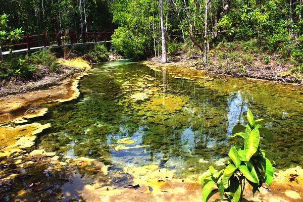 Fantastiskt Vacker Damm Täckt Mossa Botten Och Omgiven Tropisk Skog — Stockfoto
