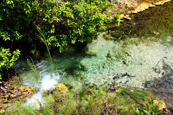 一条美丽的小河被苔藓覆盖着 周围长满了生长在石堤上的树木和蕨树 — 图库照片