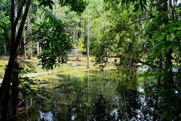 Bosque Tropical Que Reflexiona Sobre Estanque Natural Iluminado Por Luz —  Fotos de Stock