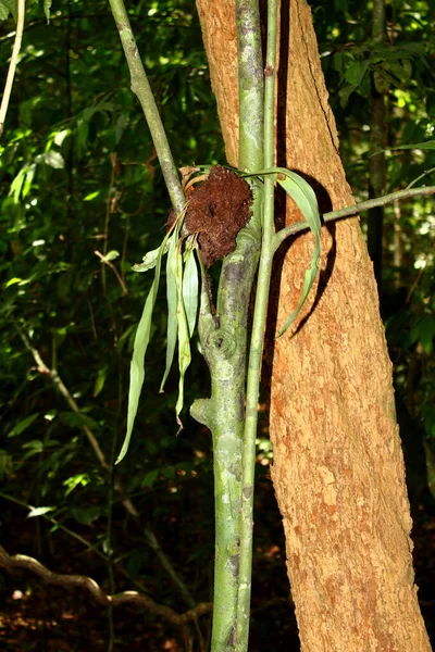 Tropikal Ormanda Bambu Dalları Arasında Kıvrılmış Bir Böcek Yuvası — Stok fotoğraf