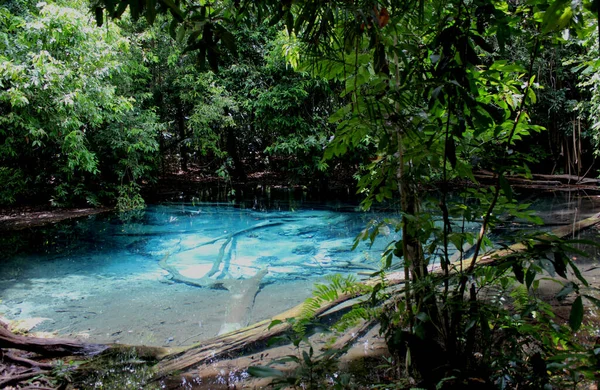 Increíblemente Hermosa Piscina Azul Encuentra Bosque Tropical Lleno Vigas Taladas —  Fotos de Stock