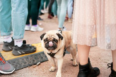 nice pug tasty licking at camera