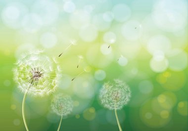Bahar arka plan beyaz dandelions ile vektör Illustration. Karahindiba tohumları kök üfleme.