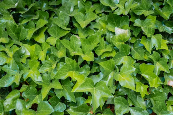 Hojas Hiedra Verde Cubriendo Una Pared — Foto de Stock