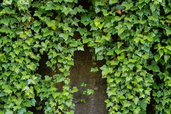 Folhas Hera Verde Que Cobrem Uma Parede — Fotografia de Stock