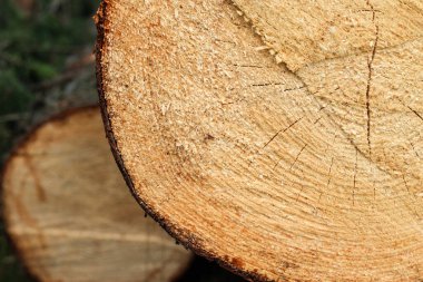 Çimlerin üzerinde bir ağaç çerçevesi. Makro. Ağaçlar yakın plan kesiliyor. bıçkıhane