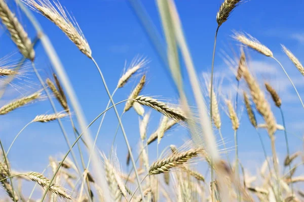 Zlaté Žitné Uši Pozadí Čistě Modré Oblohy Pšenice Rostoucí Poli — Stock fotografie