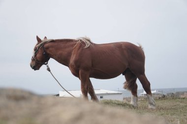 Caballo marron de pelo rubio caminando en el campo