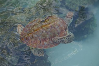 Tortuga nadando en agua clara