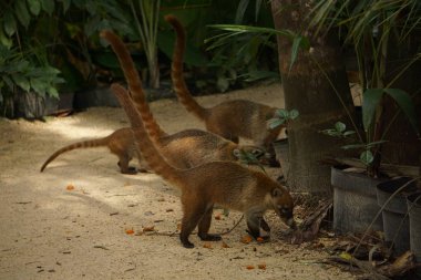 Koati comiendo al aire libre en el pasto