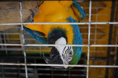 Guacamayo colorido mirando a la camara