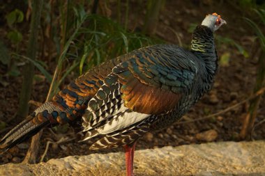 Parkta gerçek bir kamuflaj.