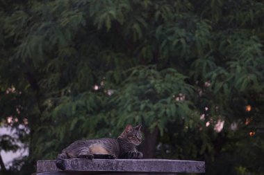 Gato atigrado mirando a la camara en exterior