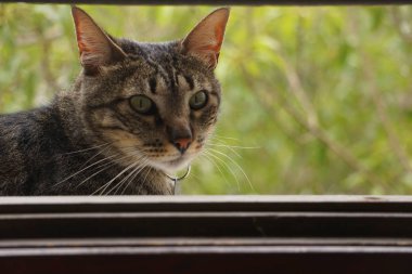 Gato atigrado mirando a la camara en exterior