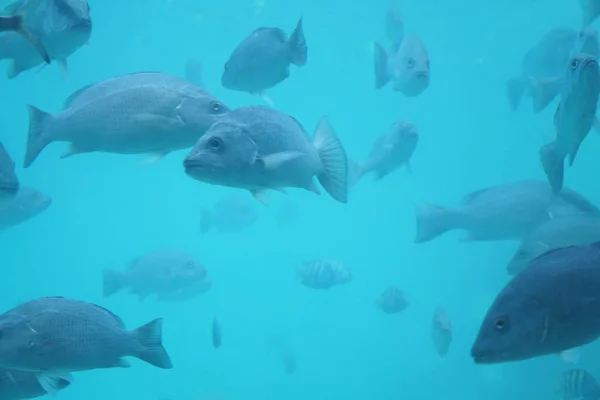 Peces Nadando Agua Clara — Φωτογραφία Αρχείου