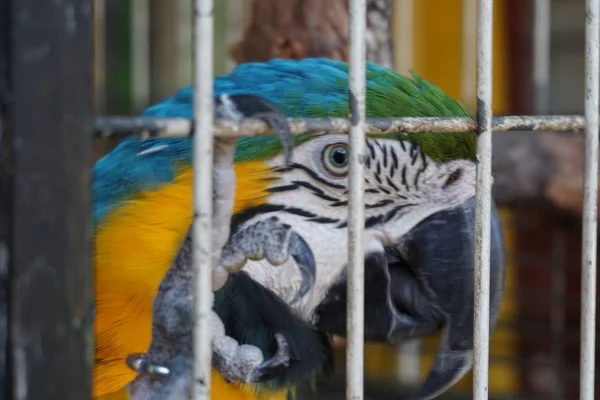 Guacamayo Colorido Mirando Camara — Stock fotografie