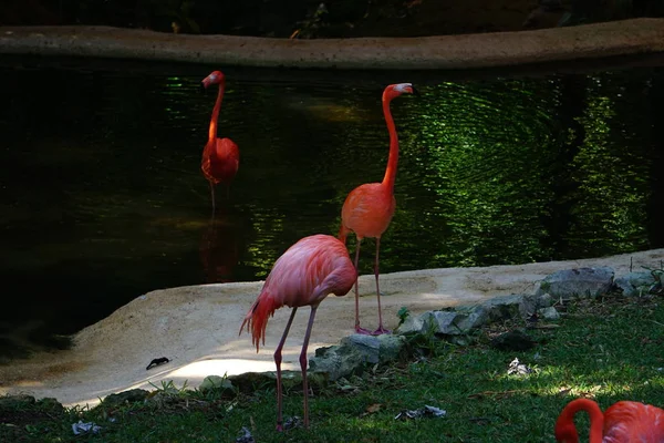 Flamencos Rosas Junto Lago — Fotografia de Stock