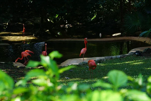 Flamencos Rosas Junto Lago — Stockfoto