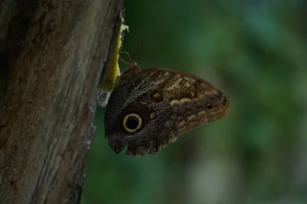 マリポサComiendo Posada Tronco Arbol — ストック写真