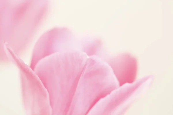 Romantische Rosa Tulpen Auf Weißem Hintergrund — Stockfoto