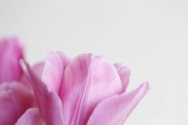 Beyaz arka planda pembe laleler. Kapat.