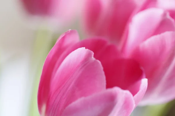 Rosa Tulpen Auf Weißem Hintergrund Nahaufnahme — Stockfoto